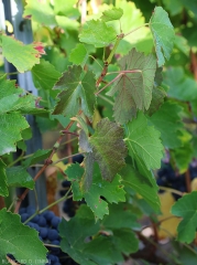 Beginning of reddening of the leaves, see the egg-laying rim of the hartebeest leafhopper <i> <b> Stictocephala bisonia </i> </b> at the bottom of the twig.