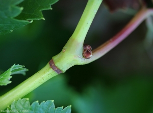 Detail of the spawning area of ​​the hartebeest leafhopper <i> <b> Stictocephala bisonia </i> </b>, note the slit incisions where the eggs are deposited.