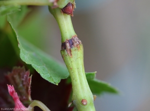 Cleft egg-laying wounds on a vine twig caused by the hartebeest leafhopper <i> <b> Stictocephala bisonia </i> </b>.