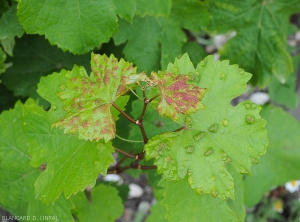 Attack of <b> <i> Colomerus vitis </i> </b> on young leaves of the apex of a vine branch.  Leaf galls are more numerous and extensive. (Erinosis)