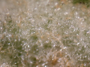 Magnifying glass of the hypertrophy of the hairs on the underside of the leaf caused by bites of the <em> Colomerus vitis </em> mite.