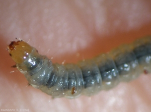 Detail of the yellow-brown head of a <i> <b> Lobesia botrana </b> </i> (eudemis) caterpillar.