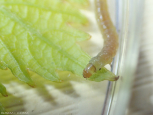 The caterpillar of <i> <b> Lobesia botrana </b> </i> (eudemis) has a yellowish-brown head and thorax.