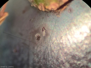 Traces of <em> Drososphila suzukii </em> laying on a grape berry.  The eggs are deposited under the film, the visible filaments being the breathing tubes of the eggs.  Photo Delphine Binet