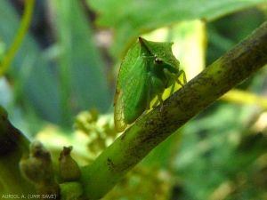 Adult of the bison leafhopper on a vine branch.