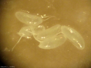 Laying of several eggs on mistletoe berry, fruit present in winter and thus ensuring the permanent presence of <em> D.  suzukii </em> during this season.