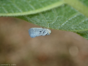 The adult of <em> Metcalfa pruinosa </em> has greyish, somewhat powdery wings, arranged in a roof over the body.  <strong> Pruinose Faltid </strong>