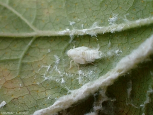 5th instar of <em> Metcalfa pruinosa </em>. <strong> Pruinose Flatid </strong> ** 