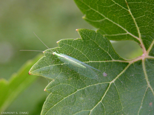 Adult lacewing (imago), the pair of eyes are very prominent, the wings are transparent, with clearly visible veins.