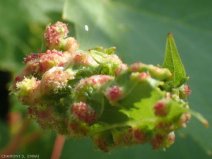 The ovoid eggs in lacewings are pedunculated, thus ensuring their protection against predators.