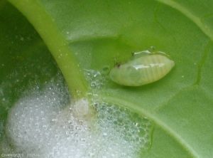 Larva of <em> Philaenus spumarius </em>, meadow spittlebug, is a stinging and sucking insect that can transmit certain pathogenic bacteria.