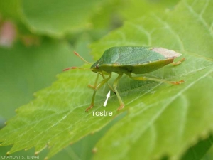 Bedbugs are stinging and sucking insects.  Their rostrum penetrates the host's tissues and serves to suck up the cellular contents liquefied by their saliva.