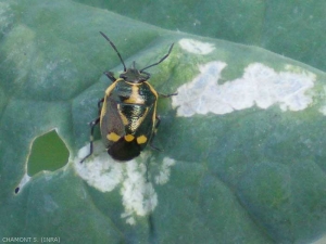 The vegetable bug, <em> Eurydema oleracea </em> especially infested with crucifers, is a bug that can attack vine leaves.