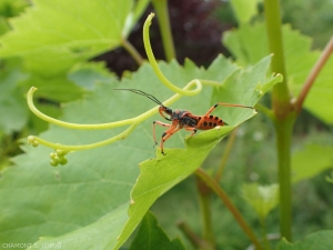 <b> <em> Rhynocoris iracundus </em> </b>, Reduvidae bug, whose powerful rostrum allows it to hunt hard-coated prey such as beetles on the lookout.