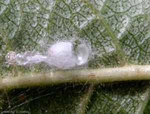 Open silky cocoon, where the lacewing larvae pupated.