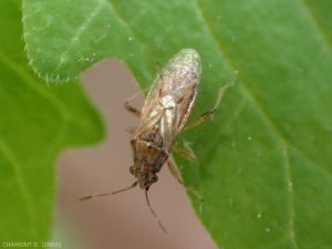 The <em> Nysius senecionis </em> bug can sometimes swarm in Mediterranean vineyards, without causing significant damage.