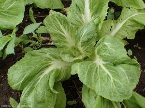 Tropilég - Turnip aphid, Lipaphis erysimi