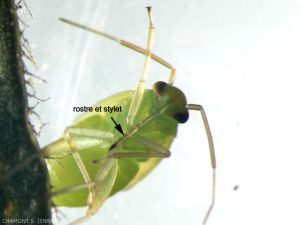 The stylet protected by the rostrum is used to suck up the contents of prey in bedbugs, stinging and sucking insects.