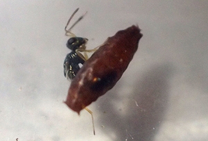 Endoparasitism: exit of the adult parasitoid (chalcidian) from the host's pupa, here a diptera.