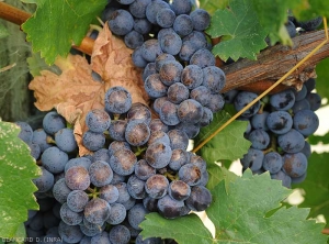 Many ripe berries show surface corky lesions on their side exposed to solar radiation.  "Sun burns"