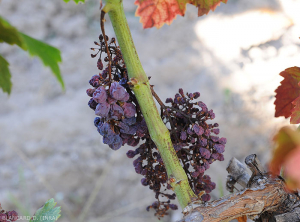 A few wilting berries will soon dry out entirely.  (<b> flavescence dorée </b>)