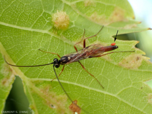 The mites of the Trombidiidae family are ectoparasites at the larval stage (arrow), here on Ichneumonidae.