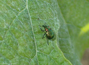 Hazel leaf roller, <em> Byctiscus betulae</em>.