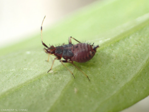 Pupal stage of the predatory bug <em> Deraeocoris ruber </em>