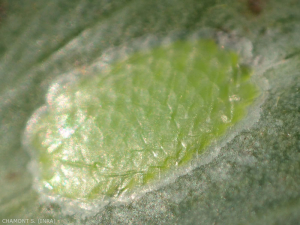 Eggs of <em> Sparganothis pilleriana </em> deposited in the form of apple-green opaque plates.