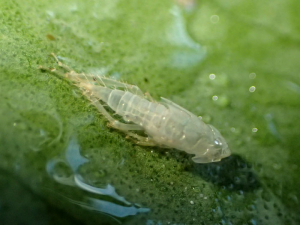 Exuvie de la cicadelle <em><b>Scaphoideus titanus</b></em>, observée à la face inférieure de la feuille de vigne.