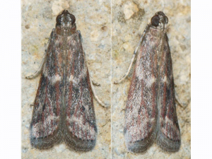 The caterpillar of Cryptoblades gnidiella can attack berries before harvest, attracted by sugar.  Here the butterfly.  Photo by P. Gros (insecte.org)