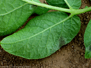 Phytophthora -Pomme_terre_ infection primaire