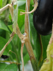 Wet, brownish lesion surrounding the stem on several centimeters of this eggplant stalk.  Note the wilting of the leaves located downstream of the lesion.  (<i> Sclerotinia sclerotiorum </i>)