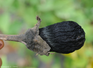 Shredded and mummified eggplant fruit following the parasitism of <i> Lasiodiplodia theobromae </i>.