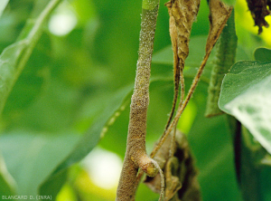 As on all affected organs, <i><b>Botrytis cinerea</b></i> forms a gray to beige mold on this stem canker that characterizes its presence. (grey mold)