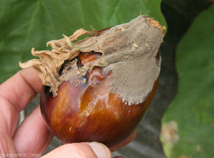 Soft, orange-brown rot, very quickly covered with a gray mold. <i><b>Botrytis cinerea</b></i> (grey mold)