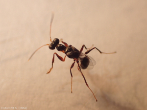 Female of <em><b>Neodryinus typhlocybae</b></em> parasitoid of <em><b>Metcalfa pruinosa</b></em>, successfully introduced in Europe.