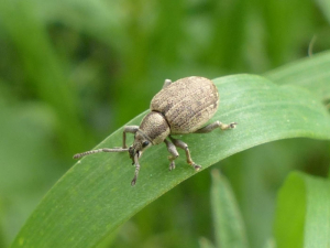 The gray peritele, <b><i>Peritelus sphaeroides</b></i>, weevils that cut vine shoots, belongs to the Curculionidae family, this insect is also harmful to fruit trees. Photo M. Villemagne (insecte.org)