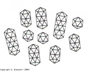 Virions vary in shape.  The smallest are isometric, with a diameter of 18 nm, the others are bacilliform;  their variable lengths are 29, 38, 49 and 58 nm.  <b> Alfafa mosaic virus </b> (<i> Alfafa mosaic virus </i>, AMV)