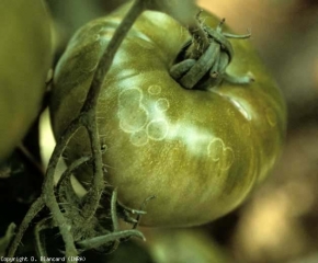 Several translucent to white rings (3-6 mm in diameter) are visible on this fruit;  they surround tiny spots resembling 'pricks'.  <b> <i> Botrytis cinerea </i> </b> (ghost spots)