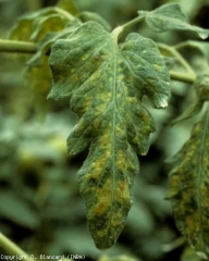 Spotted interveinal yellowing and early leaf necrosis.  <b> Potato virus Y </b> (<i> Potato virus Y </i>, PVY).  Necrogenic strain.