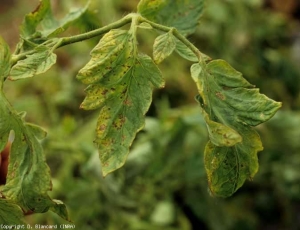Diffuse brown necrosis covering all the leaflets, accompanied by yellowing.  <b> Potato virus Y </b> (<i> Potato virus Y </i>, PVY).  Necrogenic strain.