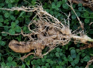 This root system heavily attacked by <b> <i> Meloidogyne </i> sp. </b> presents some rather spectacular hypertrophied roots.  (root-knot nematodes)