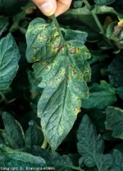 Small brown spots, rounded, with irregular outlines, presenting a fairly marked yellow halo.  <b> <i> Pseudomonas syringae </i> pv.  <i>tomato</i> </b> (speckle, bacterial speck)