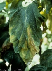 A localized V-shaped interveinal yellowing gradually sets in on this leaflet, which is otherwise withered.  <b> <i> Verticillium dalhiae </i> </b> (verticillium wilt, <i> Verticillium </i> wilt)
