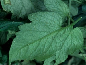 This leaflet is partially colonized by <b> green aphids </b> visible to the naked eye, more easily thanks to a magnifying glass.