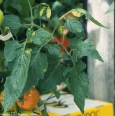 Several leaflets of this plant are partially chlorotic and curled up.  <b> Aphid damage </b>