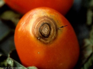 On this fruit we can observe both small beige canker lesions and a large spot consisting of brown concentric rings, alternating with lighter rings.  <b> <i> Rhizoctonia solani </i> </b> (<b> <i> Thanatephorus cucumeris </i> </b>)