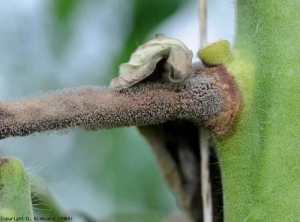 After colonizing the petiole of a leaf, <b> <i> Botrytis cinerea </i> </b> now initiates a canker on the stem.  The altered petiole is brownish and abundantly covered by a conspicuous gray mold.