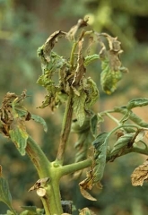 On this plant, which had been infected for some time, <b> Cucumber mosaic virus </b> (<i> Cucumber mosaic virus </i>, CMV) caused necrosis and drying out of many leaflets and several leaves .  Several petioles and parts of the stem are also affected.